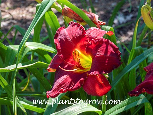 Mary Drake Daylily (Hemerocallis)